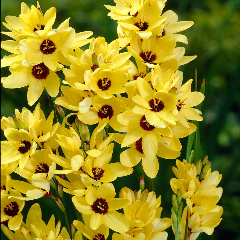 Ixia Yellow 15-pakning